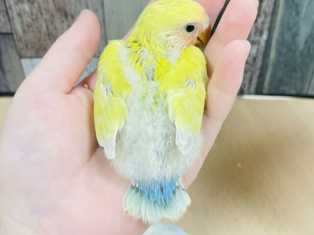 コザクラインコ（小桜インコ）