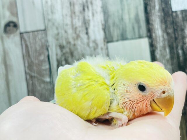 コザクラインコ（小桜インコ）