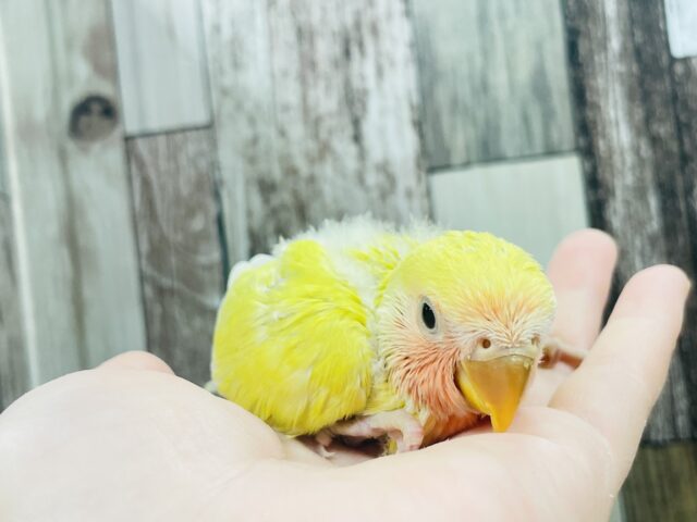 コザクラインコ（小桜インコ）