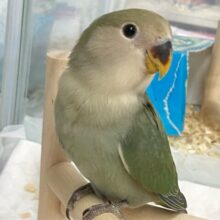 ✨最新画像✨グリーンも深海に染まれ～🎶🌿𓂃◌コザクラインコ(ブルーチェリー2024年11月生まれ)