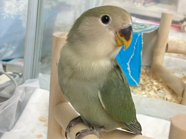 ✨最新画像✨グリーンも深海に染まれ～🎶🌿𓂃◌コザクラインコ(ブルーチェリー2024年11月生まれ)