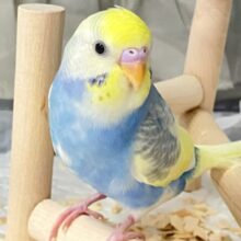 ✨最新画像✨夜空に瞬くきらきら星｡.*🌙🌟セキセイインコ(2024年11月生まれ)
