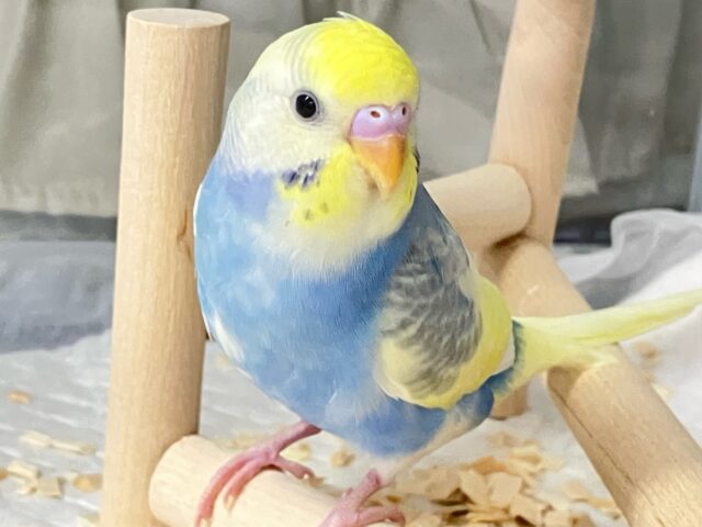 ✨最新画像✨夜空に瞬くきらきら星｡.*🌙🌟セキセイインコ(2024年11月生まれ)
