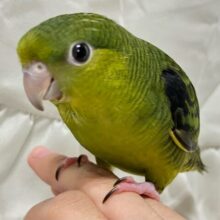 ✨最新画像✨合言葉はピエポ❣️波打つ抹茶💚🍵🌿.•*サザナミインコ(グリーン2024年11月生まれ)