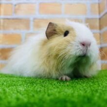 モッサモサの長毛モルモット❣️