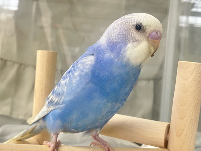 ✨最新画像✨もくもく青空ドレス☁️🫧💙セキセイインコ(ブルースパングル2024年11月生まれ)