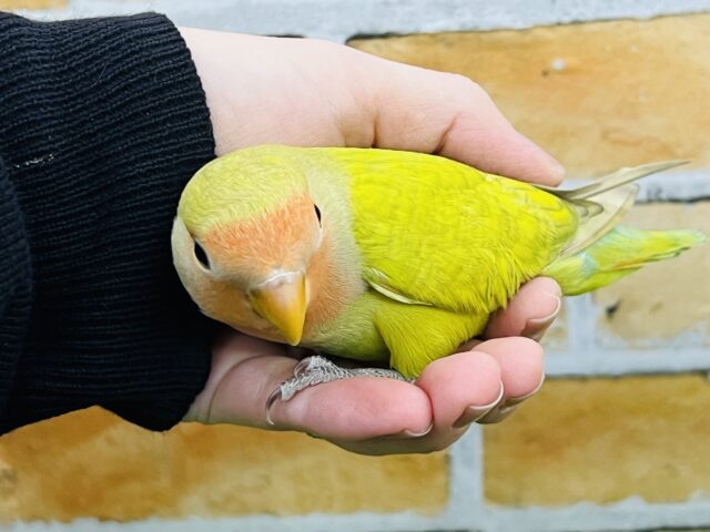 コザクラインコ（小桜インコ）