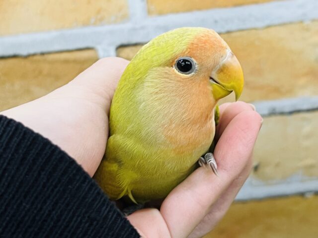 コザクラインコ（小桜インコ）