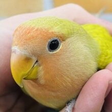 2／26更新☆ほんわか♡優しいカラーが可愛い♪小桜インコ（シナモン）