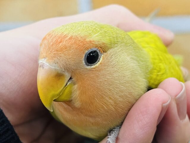 2／26更新☆ほんわか♡優しいカラーが可愛い♪小桜インコ（シナモン）