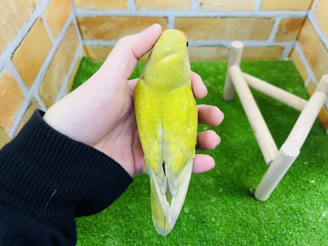 コザクラインコ（小桜インコ）