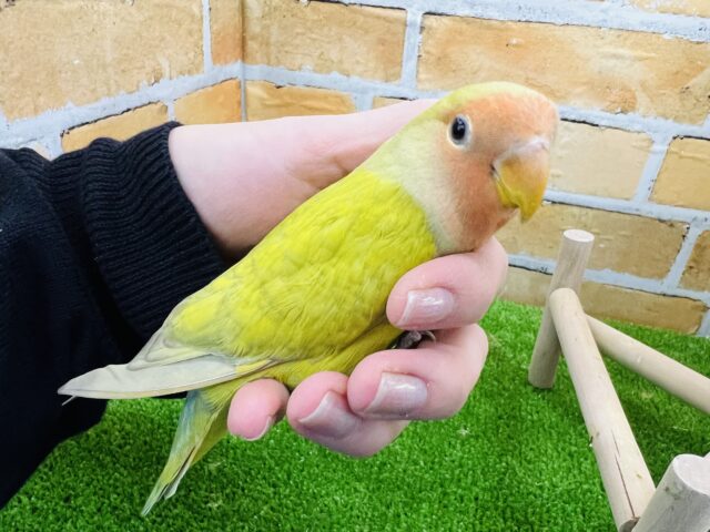 コザクラインコ（小桜インコ）