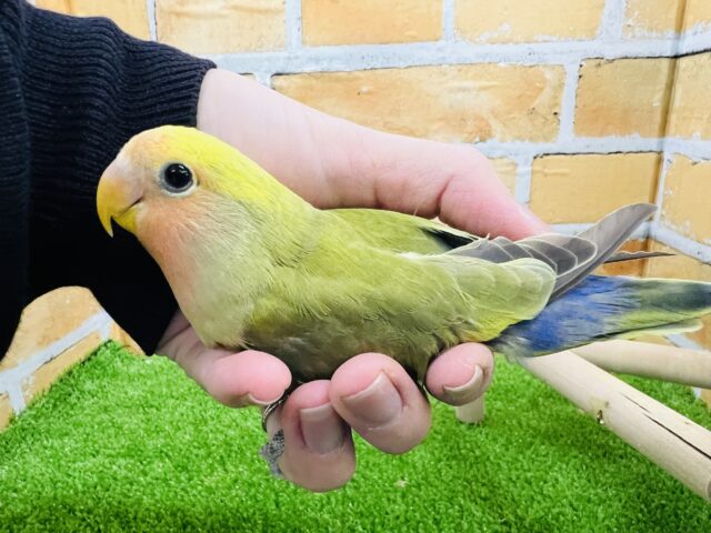 コザクラインコ（小桜インコ）