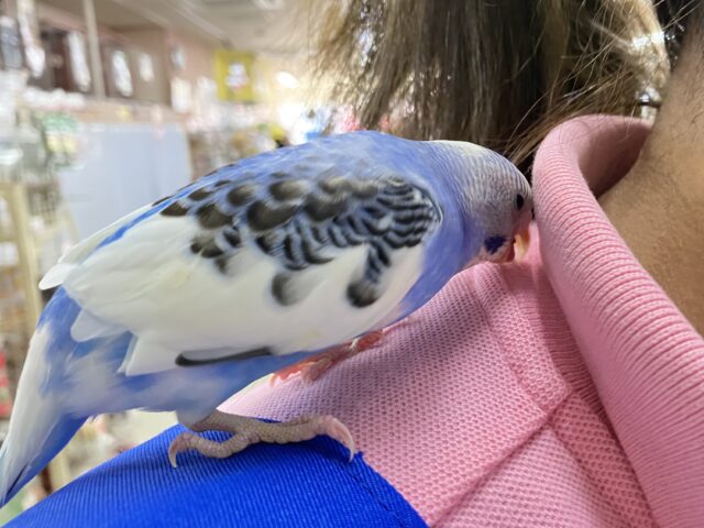 セキセイインコ