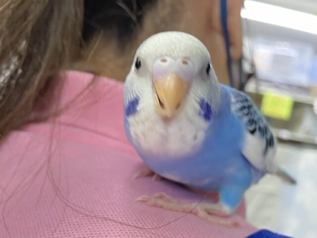 セキセイインコ