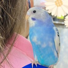 ベリ〜元気な青空っ子⭐️❄️セキセイインコ(ブルーパイド2024年12月生まれ)