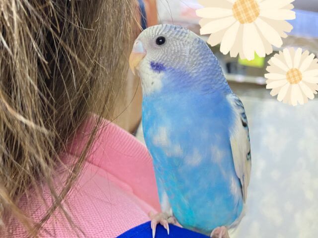 ベリ〜元気な青空っ子⭐️❄️セキセイインコ(ブルーパイド2024年12月生まれ)