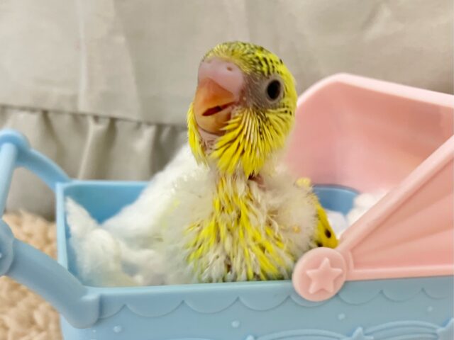 セキセイインコ