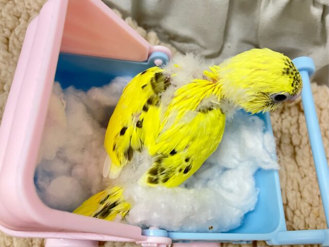 セキセイインコ