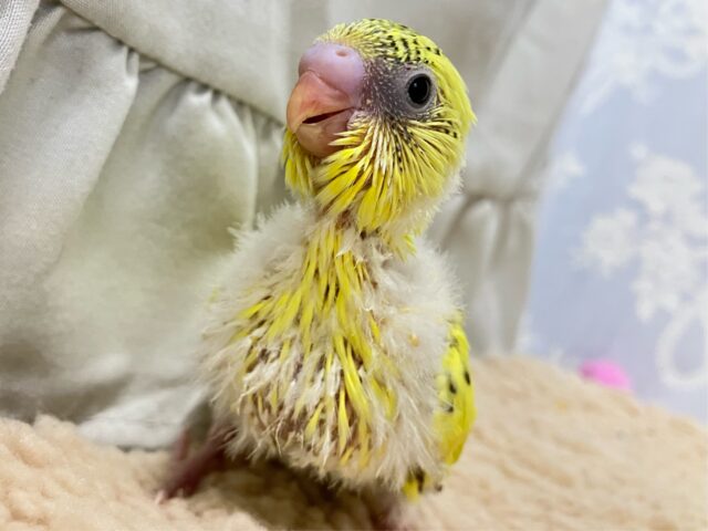 セキセイインコ