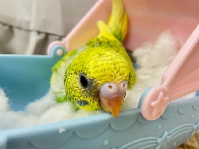 セキセイインコ