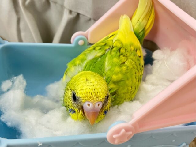 セキセイインコ