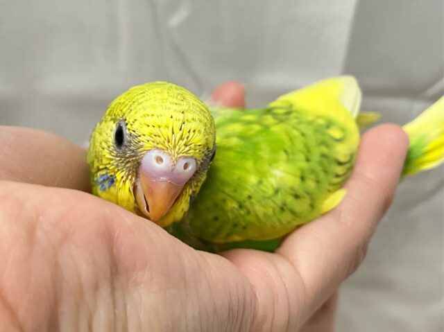 お花のパワ〜を分けてもらったんだっ🌼.*セキセイインコ(イエロースパングル2024年12月生まれ)