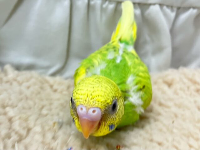 セキセイインコ