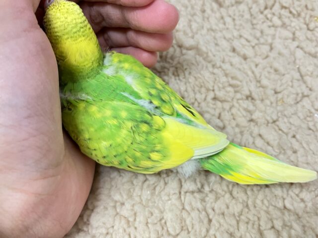 セキセイインコ