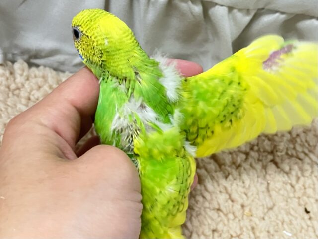 セキセイインコ