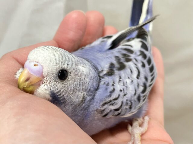 コロリンわんぱくぶどうちゃん😎🍇✨セキセイインコ(バイオレットオパーリン2024年12月生まれ)