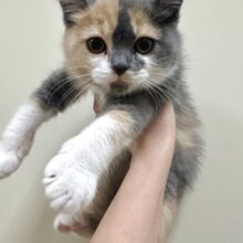 元気あふれる！💪🏻✨食いしん坊なマンチカンの女の子
