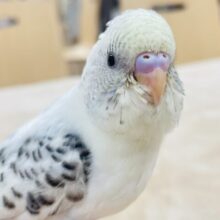 【最新画像更新🪄】表情豊かで元気いっぱい☆☆セキセイインコ（四色ハルクイン）ヒナ