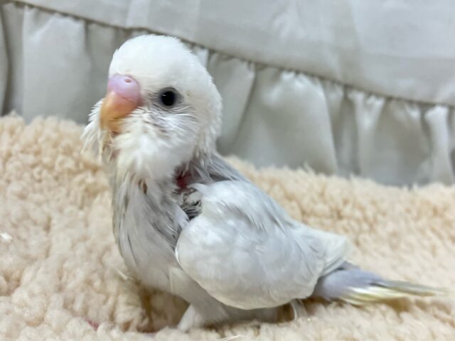 モクわた🤍ྀིレアっぽいおもちフェアリ〜💭ᕷ*.°セキセイインコ(ライラック2024年12月生まれ)