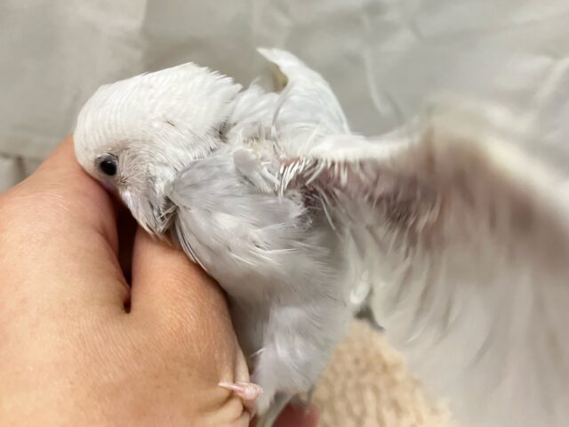 セキセイインコ