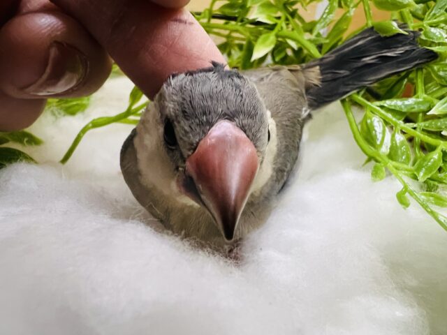 桜文鳥