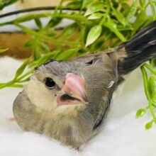 3/11更新☆①ちびデビル⁈桜文鳥〜♡