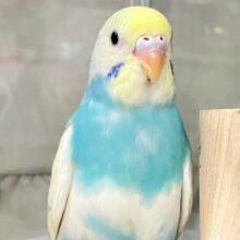 ✨最新画像✨優しい虹に包まれ～る🌈𓈒 𓂂𓏸セキセイインコ(パステルレインボースパングルパイド2024年11月生まれ)