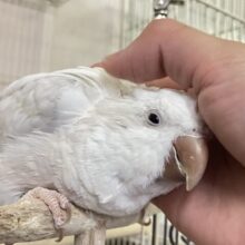 モコモコ雲よいっぱいあつまれ〜☁️¨̮♡オキナインコ(コバルトパリドオパーリン2024年7月生まれ)