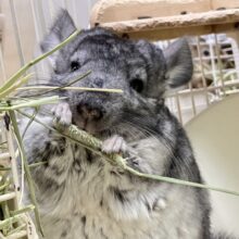モコモコみが強くて顔埋めたい〜っ😝🩶⟡.·*.チンチラ(グレー2024年7月生まれ)
