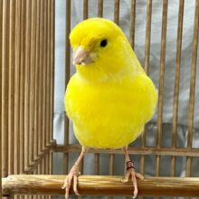 リンリン明るいたまご寿司おまちっ♡🥚🌼レモンカナリア(💙男の子💙2024年4月生まれ)