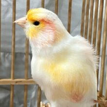 モフモフのエビいっちょー！！🦐デモフィックカナリア(💙男の子💙2024年4月生まれ)