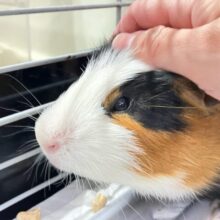 ✨最新画像✨自慢の美脚と黒タイツ🧦🖤⟡.·イングリッシュモルモット短毛(2024年7月生まれ)