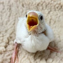 優しいグレーがアクセントっ🩶🎶¨̮白文鳥(2025年1月生まれ)