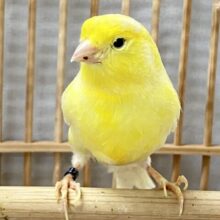 コーンなに可憐な寿司。お待ちです🌽🎀レモンカナリア(2023年4月生まれ)