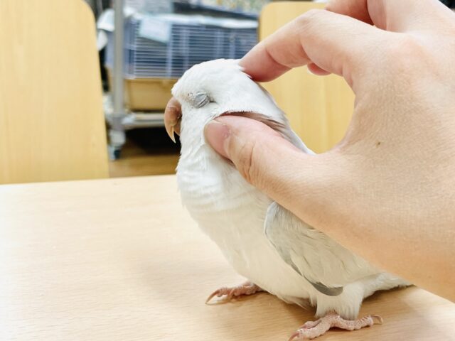 オキナインコ
