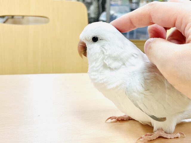 オキナインコ