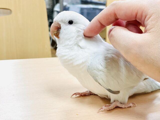 オキナインコ