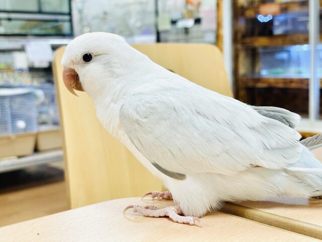オキナインコ