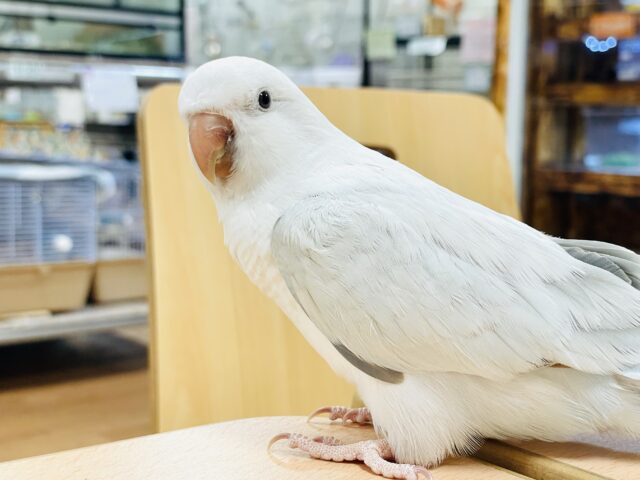 オキナインコ